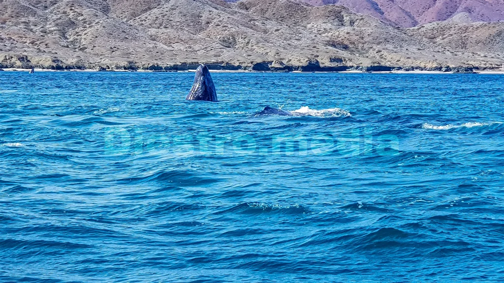 Avistamiento de ballena gris en Puerto Chale, en La Paz, Baja California Sur