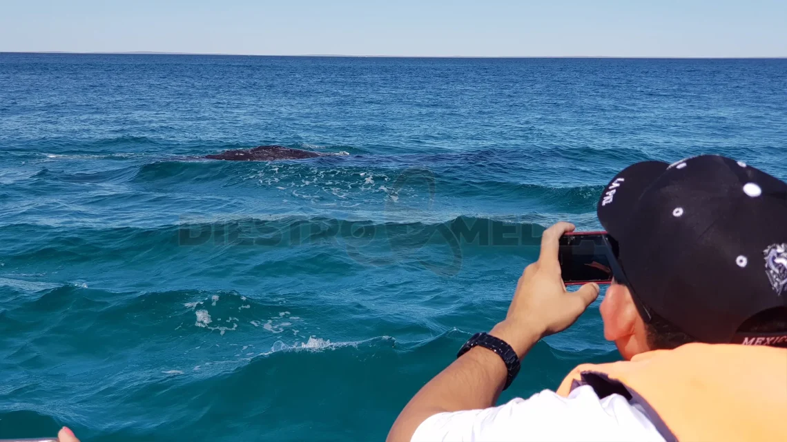 Avistamiento de Ballena Gris en Puerto Chale