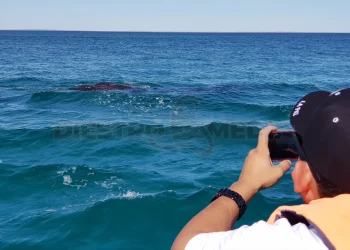 Avistamiento de Ballena Gris en Puerto Chale