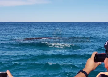Puerto chale - Avistamiento de Ballena gris