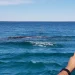 Puerto chale - Avistamiento de Ballena gris