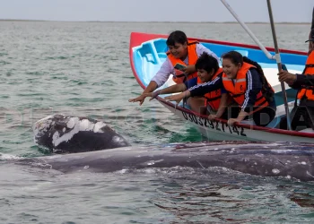 Niños observando una ballena gris en Puerto Chale