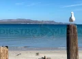 Pide turismo La Paz mantener preservación de playas ante posible alerta por enterococos