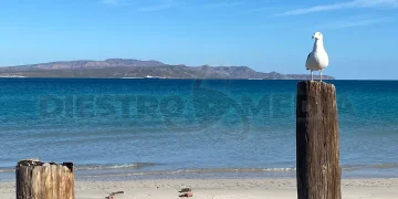 Pide turismo La Paz mantener preservación de playas ante posible alerta por enterococos