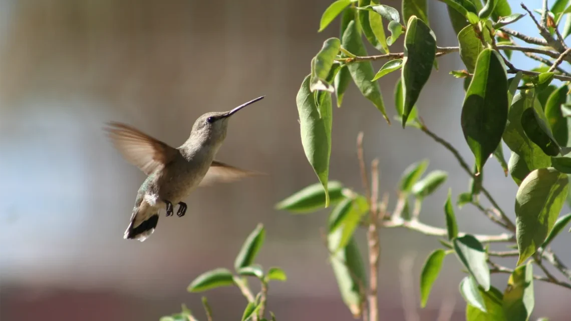 Siete zonas de La Paz pueden servir como puntos ideales para ver las especies, incluyendo El Conchalito y el Ecoparque
