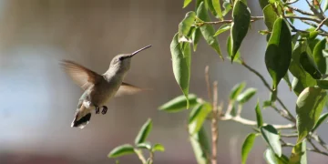 Siete zonas de La Paz pueden servir como puntos ideales para ver las especies, incluyendo El Conchalito y el Ecoparque