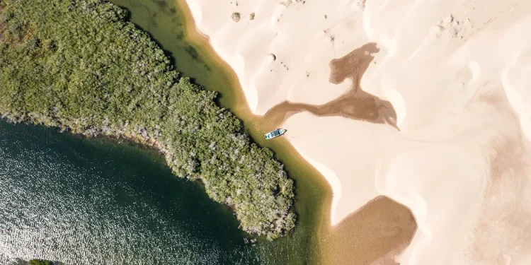Tecnología verde: 7,800 manglares plantados en Bahía Magdalena / Foto: Cortesía / Uber Planet