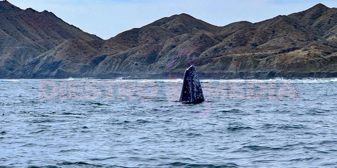 Prestadores autorizados garantizan protección de ejemplares mientras fortalecen economía de la localidad / Foto: Pablo Diestro / Diestro.Media