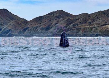 Prestadores autorizados garantizan protección de ejemplares mientras fortalecen economía de la localidad / Foto: Pablo Diestro / Diestro.Media