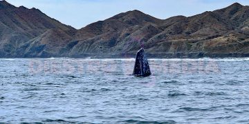 Prestadores autorizados garantizan protección de ejemplares mientras fortalecen economía de la localidad / Foto: Pablo Diestro / Diestro.Media