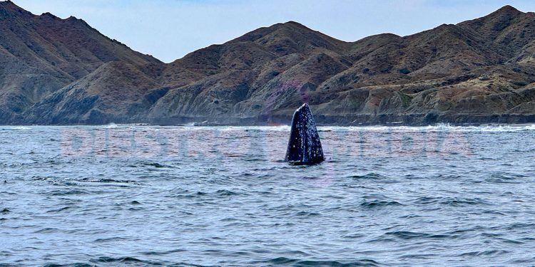 Prestadores autorizados garantizan protección de ejemplares mientras fortalecen economía de la localidad / Foto: Pablo Diestro / Diestro.Media